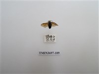 藏品(膜翅目(蜂))的圖片